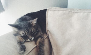 How to choose upholstered furniture if there is an animal in the house