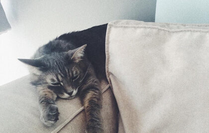 How to choose upholstered furniture if there is an animal in the house