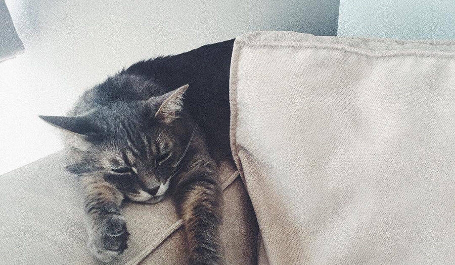 How to choose upholstered furniture if there is an animal in the house